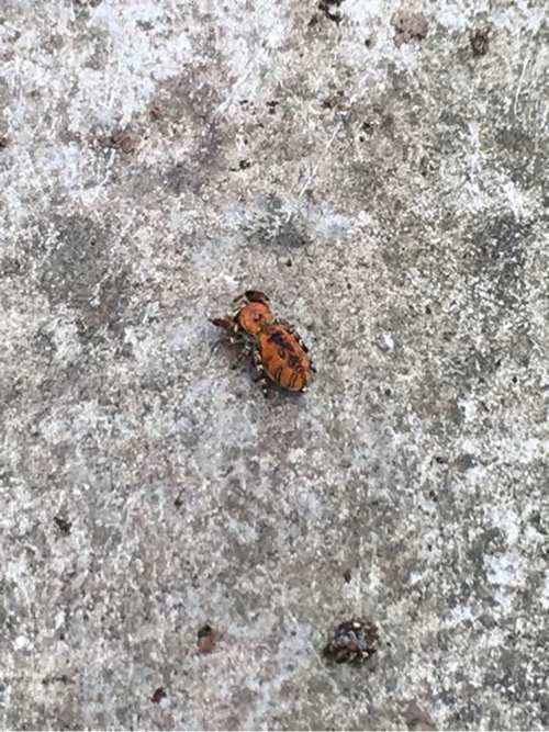 常见跳蛛 完结篇