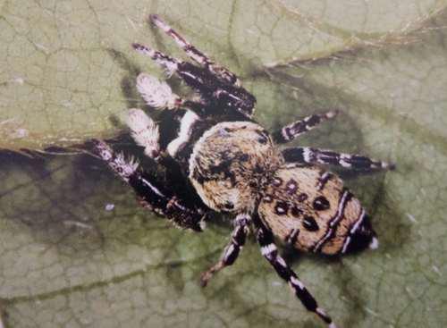 常见跳蛛 完结篇