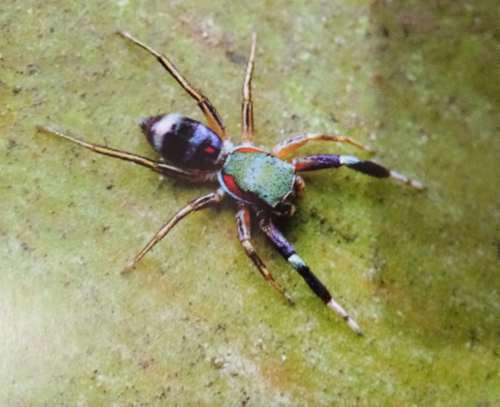 常见跳蛛 完结篇