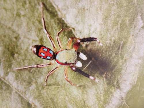 常见跳蛛 完结篇