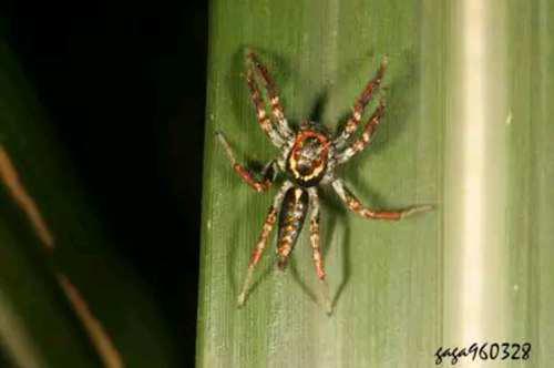 常见跳蛛 完结篇