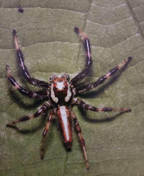 常见跳蛛 完结篇