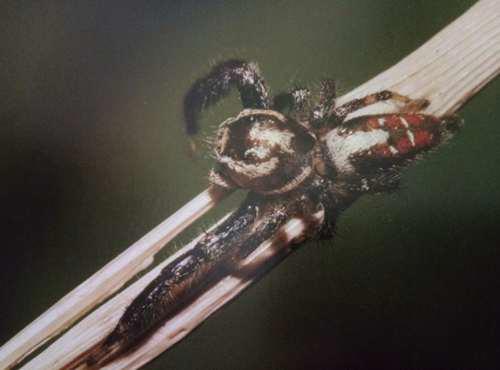 常见跳蛛 完结篇