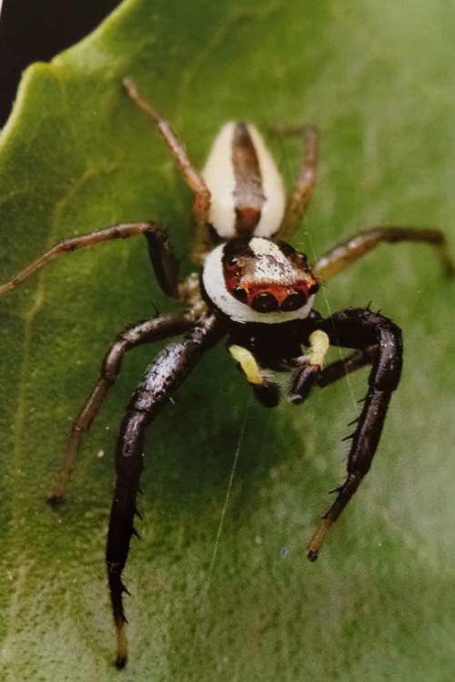 常见跳蛛 完结篇