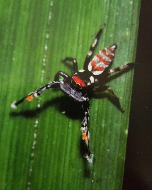 常见跳蛛 完结篇