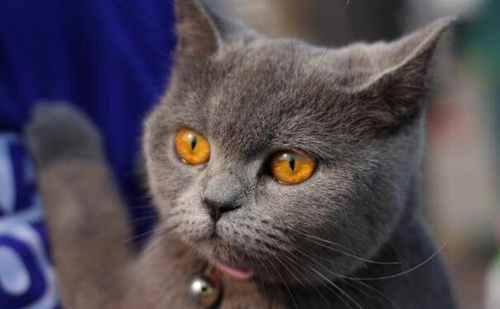 世界上最大的猫排行榜