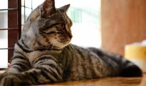 世界上最大的猫排行榜