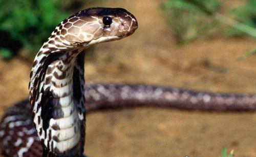 全球最毒的十大毒王排名