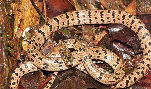 全球最毒的十大毒王排名