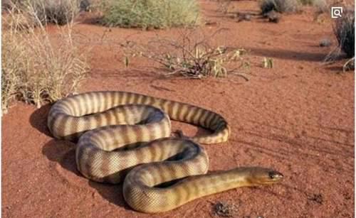 全球最毒的十大毒王排名