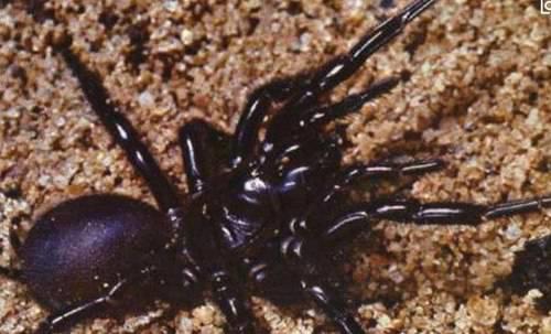 全球最毒的十大毒王排名