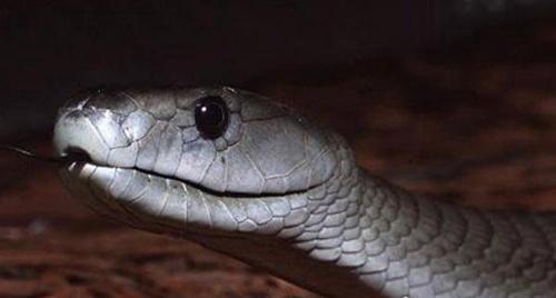 全球最毒的十大毒王排名