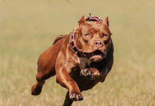 世界上最厉害的狗排名