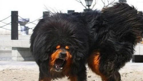 世界上最厉害的狗排名