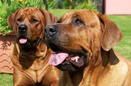 世界上最厉害的狗排名