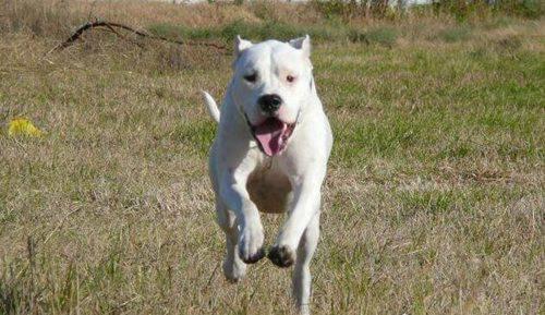 世界上最厉害的狗排名