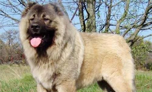 世界上最厉害的狗排名