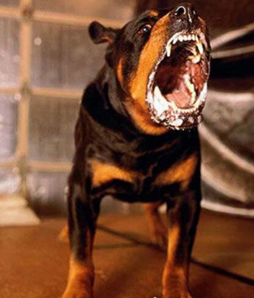 世界上最厉害的狗排名