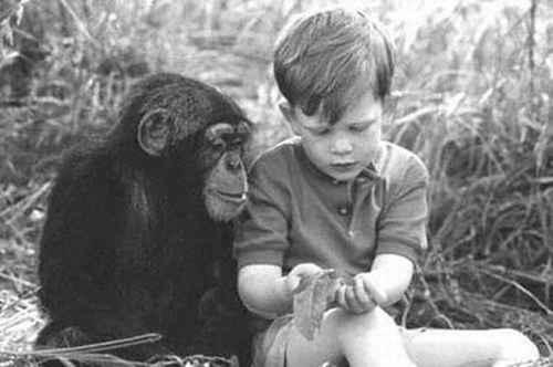 人类和黑猩猩能生育吗？