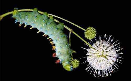 世界上最恶心的昆虫