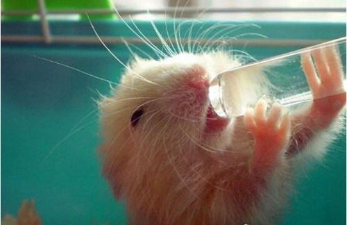 世界上最奇特的仓鼠类宠物