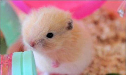 世界上最奇特的仓鼠类宠物