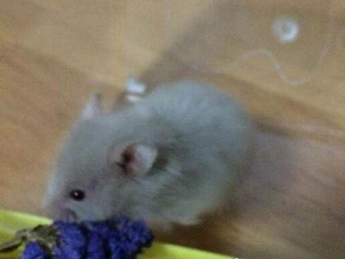 世界上最奇特的仓鼠类宠物