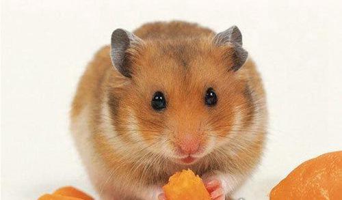 世界上最奇特的仓鼠类宠物