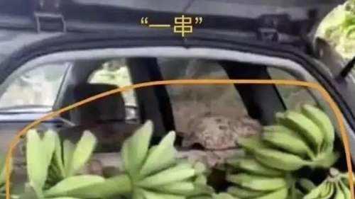东北人偷香蕉事件