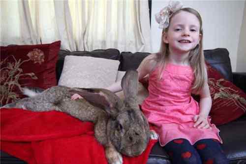 世界最大的兔子是什么