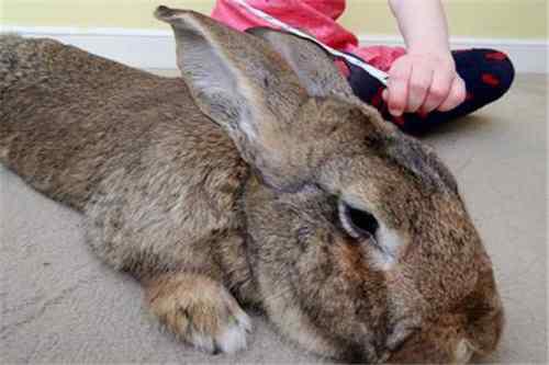 世界最大的兔子是什么