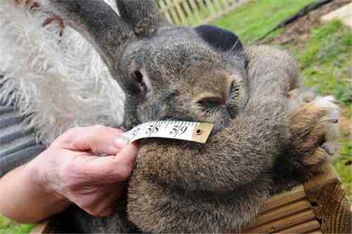 世界最大的兔子是什么