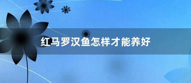 红马罗汉鱼怎样才能养好 (红马罗汉鱼退沙过程图)