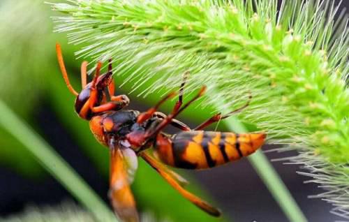 世界五大毒蜂之中国大虎头蜂