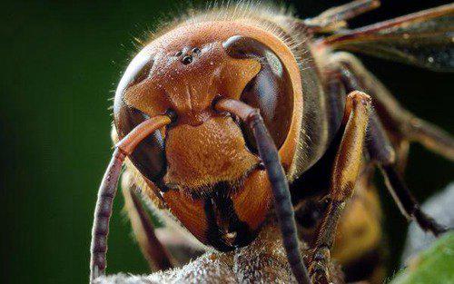 世界五大毒蜂之中国大虎头蜂