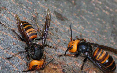世界五大毒蜂之中国大虎头蜂