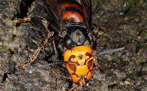 世界五大毒蜂之中国大虎头蜂