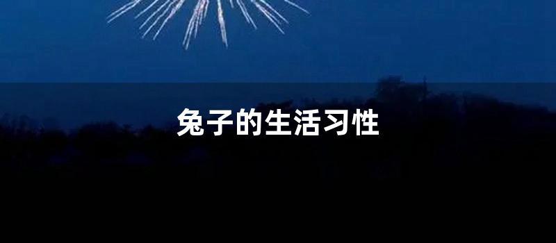 兔子的生活习性 (兔子生活特点)