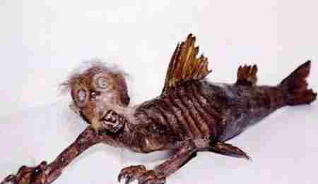 黑鳞鲛人活着的样子 美人鱼是真实存在的吗