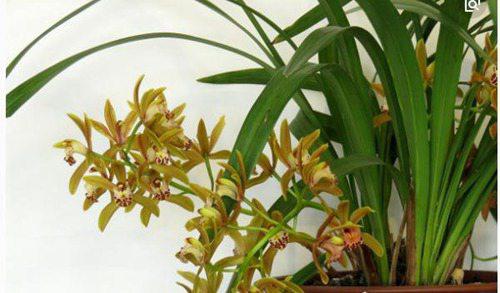 关于花的8个世界之最