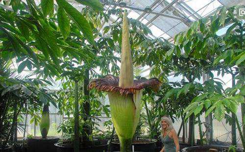 关于花的8个世界之最