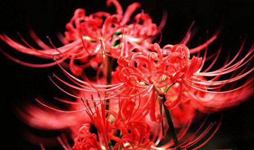 关于花的8个世界之最