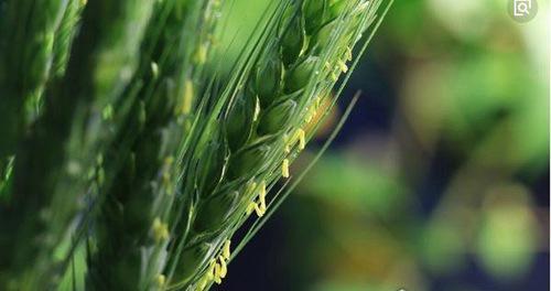 关于花的8个世界之最