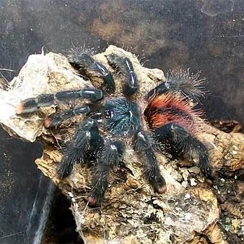 捕鸟蛛科普圭亚那粉趾