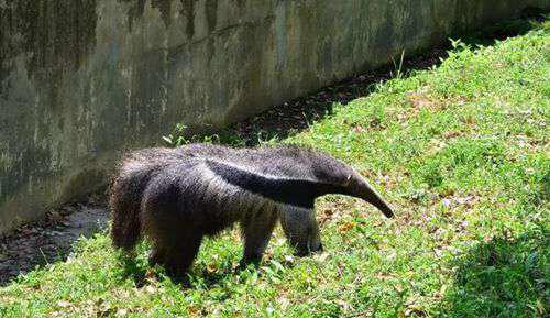 世界上最大的食蚁兽