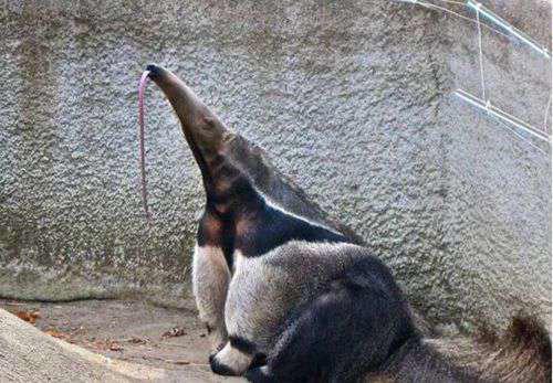 世界上最大的食蚁兽