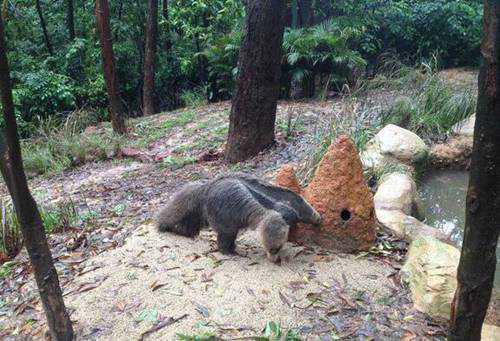 世界上最大的食蚁兽