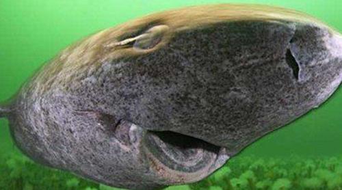 世界上十大最长鱼类