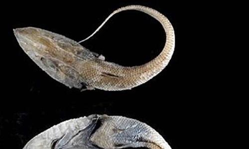 世界上十大最长鱼类