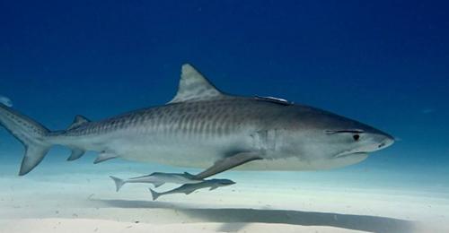 世界上十大最长鱼类